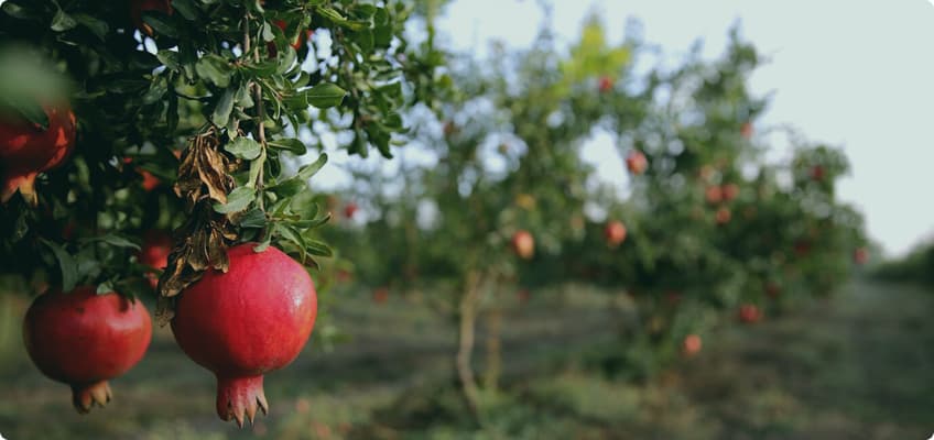 احصل على منتجاتك مباشرة من المزارعين المحليين.