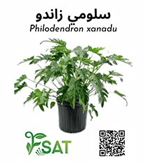 سلومي زينادو