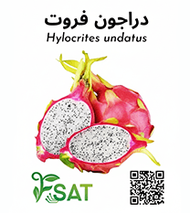 دراجون فروت تايلاندي