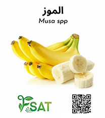 موز صنف جراندنال