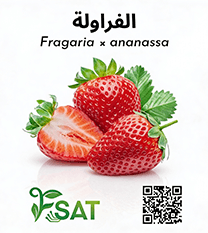 فراولة فيستيفال_سنشين